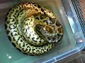 anaconda amarilla comiendo