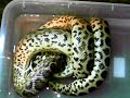 anaconda amarilla comiendo