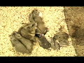 owning-caring-for-dwarf-hamsters-breeding-dwarf-hamsters-.html