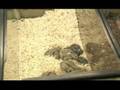 Owning & Caring for Dwarf Hamsters : Breeding Dwarf Hamsters