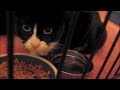 Ceba The Kitten