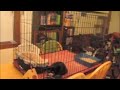 Ceba The Kitten