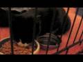 videos de Ceba The Kitten