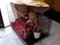 heinz-dutch-shepherd-for-adoption.html