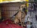 Eddie; Cute Male Boxer/Shepherd Mix Up For Adoption @ SHASH!