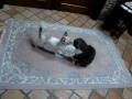 Chihuahua vs cat 2