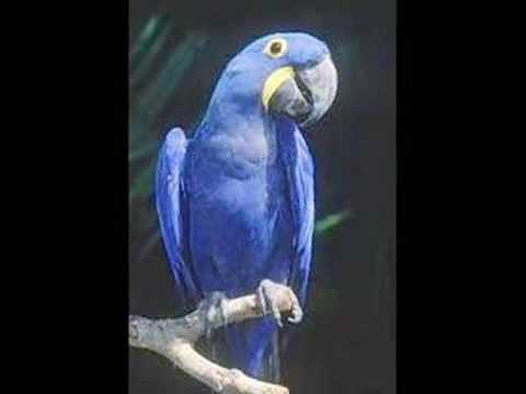 DE LOROS, GUACAMAYAS Y CACATUAS
