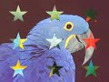 DE LOROS, GUACAMAYAS Y CACATUAS