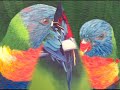 DE LOROS, GUACAMAYAS Y CACATUAS