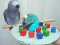 DE LOROS, GUACAMAYAS Y CACATUAS