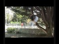 Sakai Parkour Presents: Ryan Salter Winter Sampler 2007/8!This Video Was In The Making For 4 Months =DIt's Finaly Done!!Woop!, Lol..I'm 13 Years Old And I Have Been Training For 1 Year And 5 Months..And I Know, I'm Not Great For The Length I've Been Training, But I'll Improve Over Time..This Video Is Actually Out Of Date Already, I Have Improved Loads Recently After Making The Video, I Will Have A New Video Out In December (Around That Time) This Year!Sorry About The Camera Quality.. YouTube Killed It :PHaHaPlease Comment And Rate And Subscribe..And Enjoy xDThanks !Song : The Prodigy vs Enya - Smack Up The Orinoco Flow