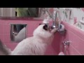 George, messing around in the bathroom sink
