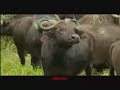 Cerrone - supernature Cerrone - supernature