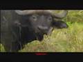 Cerrone - supernature