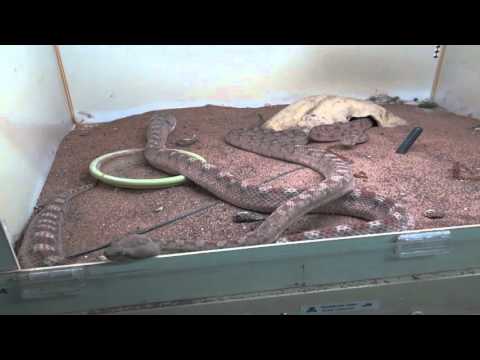 YouTube reptile video