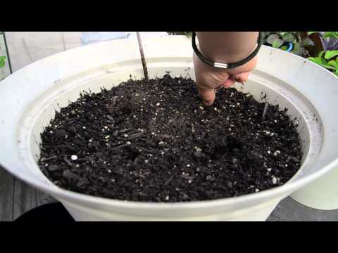 how to replant green beans