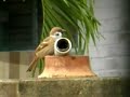 sp-550 uz bird zoom