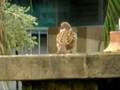 sp-550 uz bird zoom
