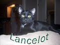 Rescue Me - Our Adoptable Cats and Dogs