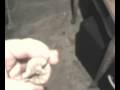1 inch ID magnalium based salute very nice beautiful blinding flash you can see the shell specs in the first few sec of video..