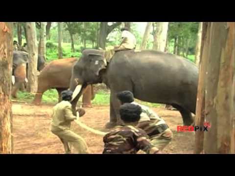how to train elephants