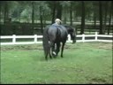 Black Bay Andalusians for Sale Part 2