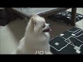 ポメラニアンの変な習性!? ポメラニアン