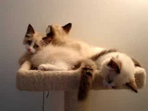 Angelkissed Ragdolls 0 Angelkissed Ragdolls