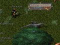 Ultima Online:?????[?????]