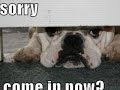 loldogs loldogs