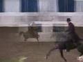 US Half-Arabian Park Horse Open Final