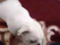 Antiguo Bulldog Inglés video