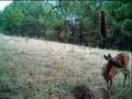 Deer working Bag-R-Buck & field full of Turkeys