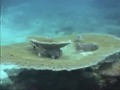 Scuba DIving in Maldives, Philip Habacon Films (Giorgi) Scuba DIving in Maldives, Philip Habacon Films (Giorgi)