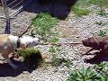 MY GAMEDOGS MY GAMEDOGS
