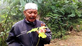 Tips Sehat Alami Bersama Abah Edy: Khasiat Takokak