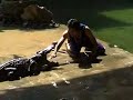show crocodile