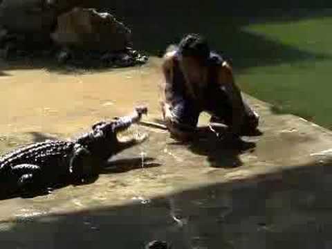 Crocodile Show in Samphran Elephant Ground and Zoo