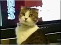 dramatic-cat-plus-orchestral-score.html