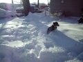 Fetching ice and running laps in the snow