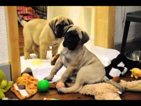 bullmastiff