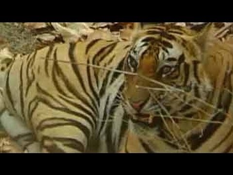 indian - A ban on hunting tigers in India was imposed in 1960, when it became clear that the tiger population was under threat from poachers. This edition of Born Wil...