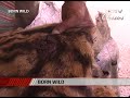 The Story of the Indian Tiger (Aired: October 2004)