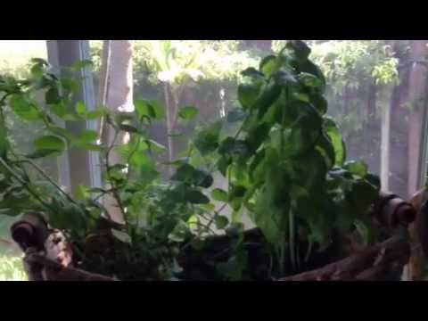 how to grow thyme indoors