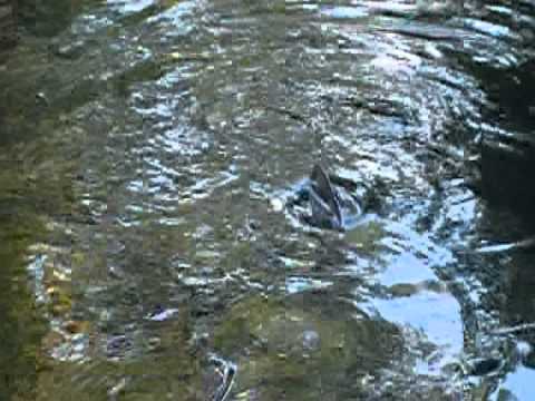 gint koi
