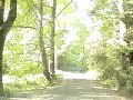 Big Trees