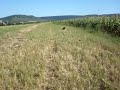 Wirehaired Vizsla puppy with hare