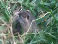 videos de Baby Nutria #1