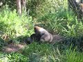 gorilla warfare