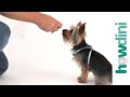 Dog Training Tips: How To Train A Puppy To Sit